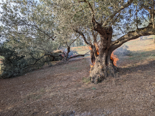 Olive trees on fire